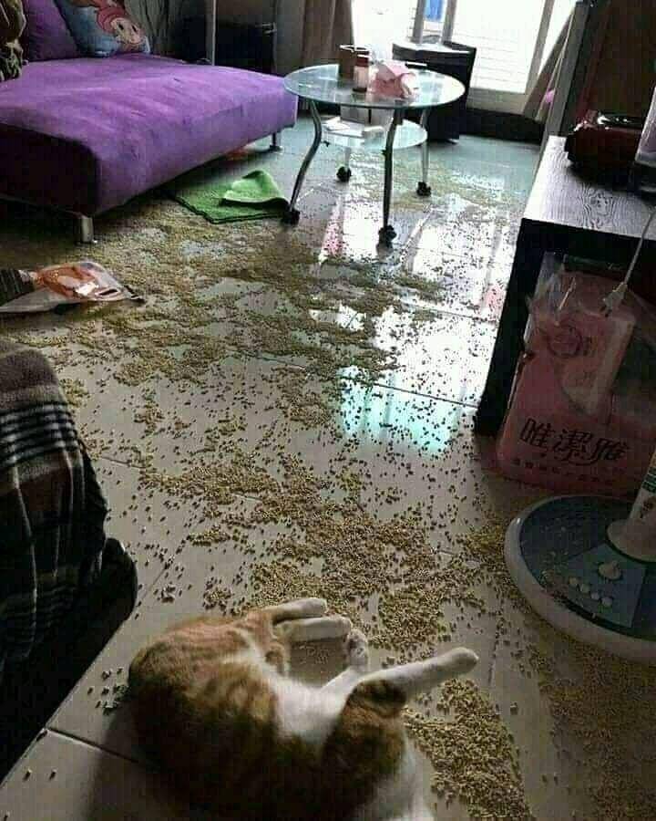 instagram.com/insta.kucinglovers