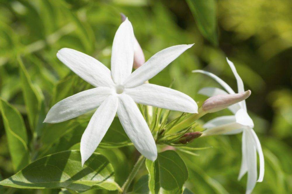 gardeningknowhow.com