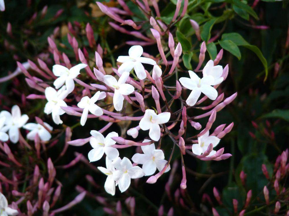 flowerpower.com.au