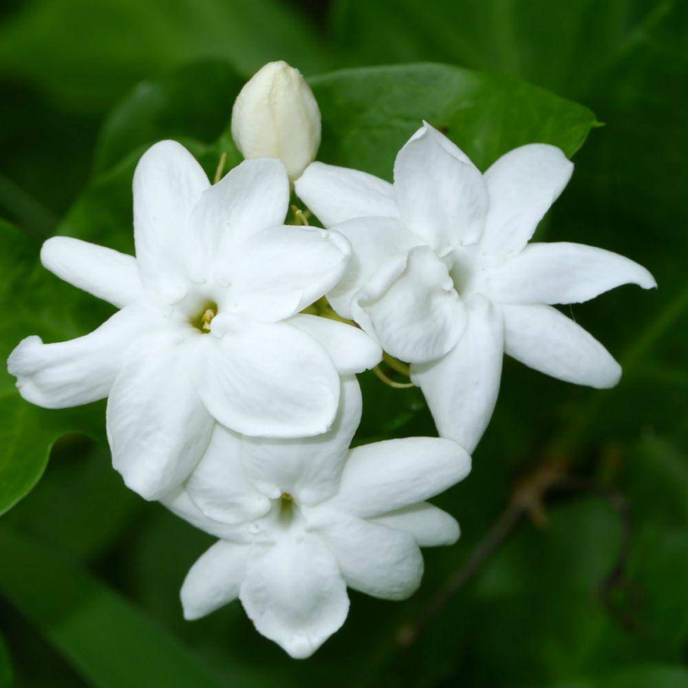 edenbotanicals.com