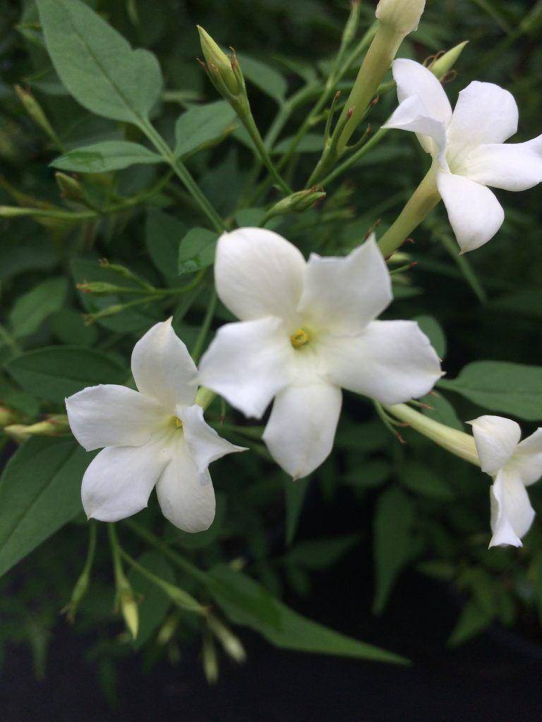 xeraplants