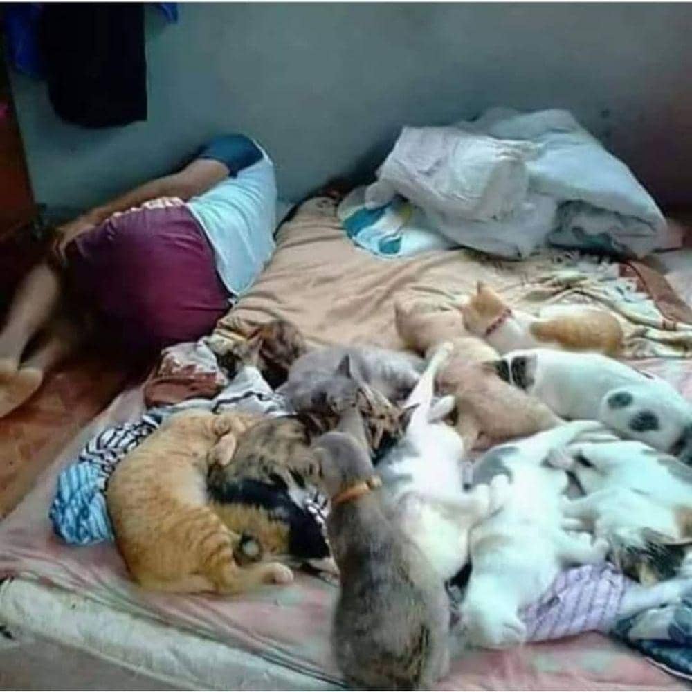 instagram.com/kucingseru