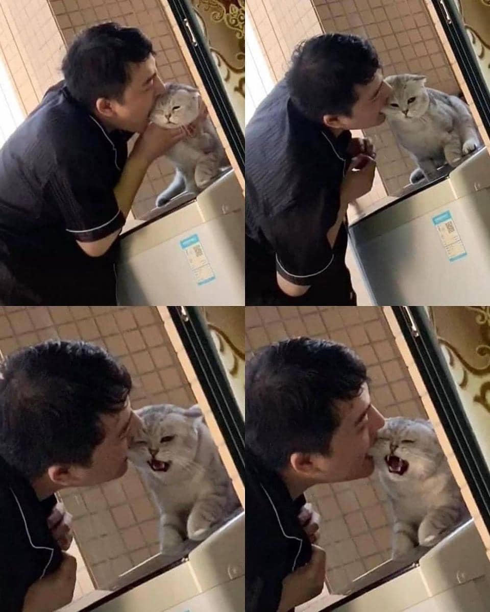instagram.com/sahabat_pecintakucing