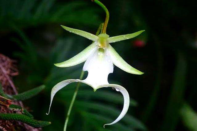 floridamuseum.ufl.edu