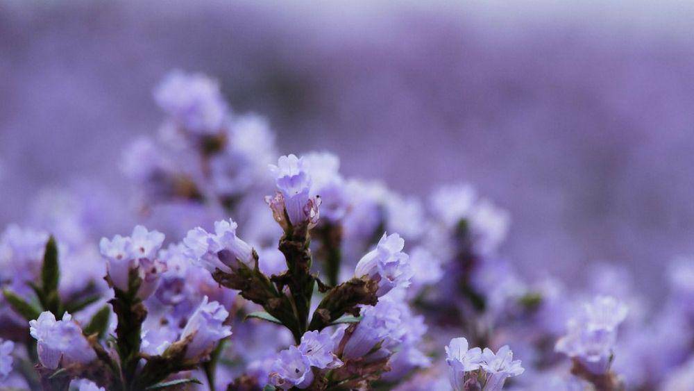 arenaflowers.co.in
