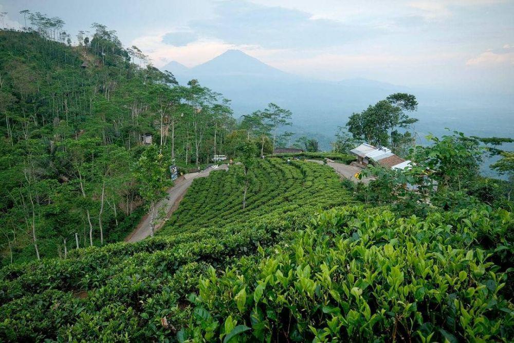 Instagram.com/kebunteh.nglinggo.official