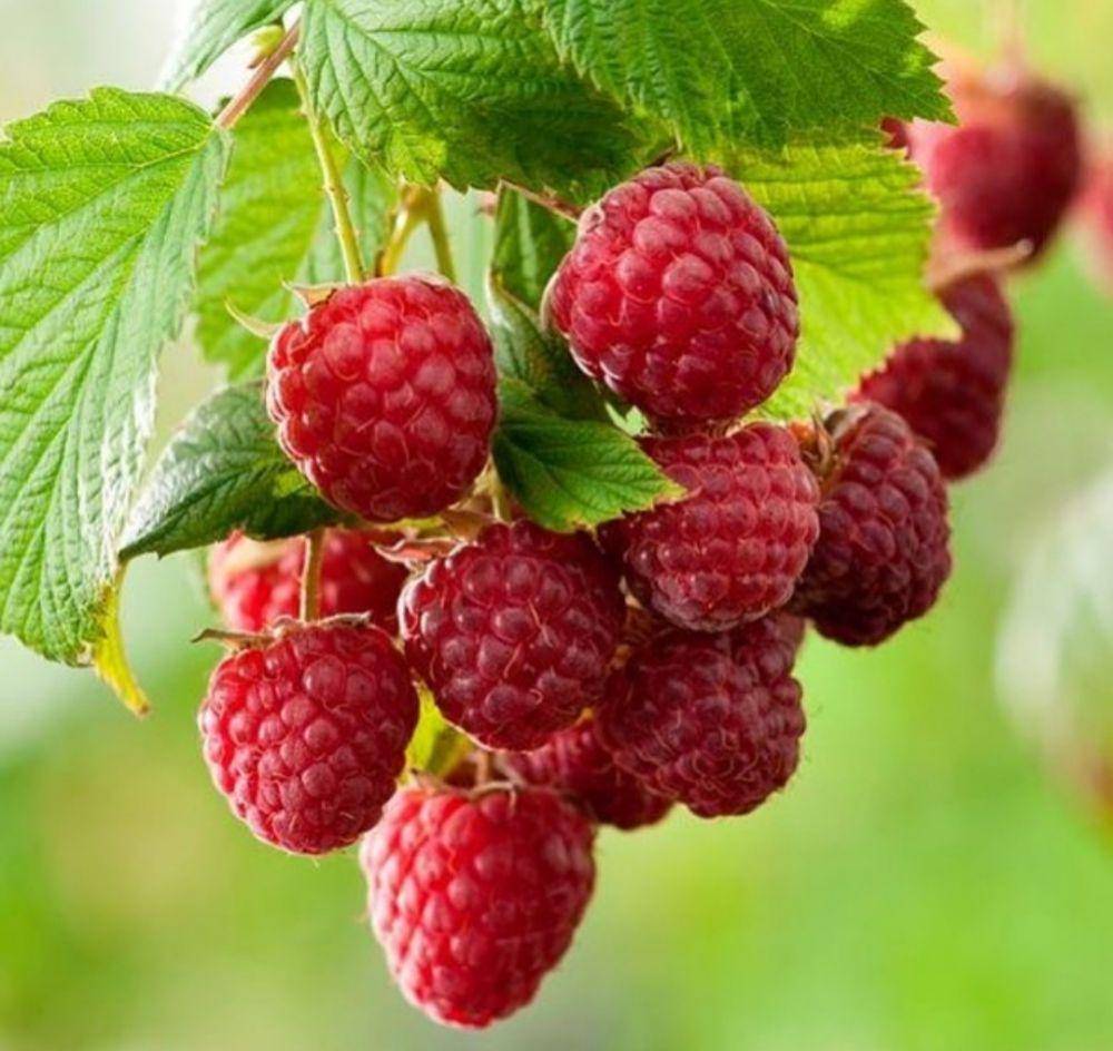 Instagram.com/baliraspberry