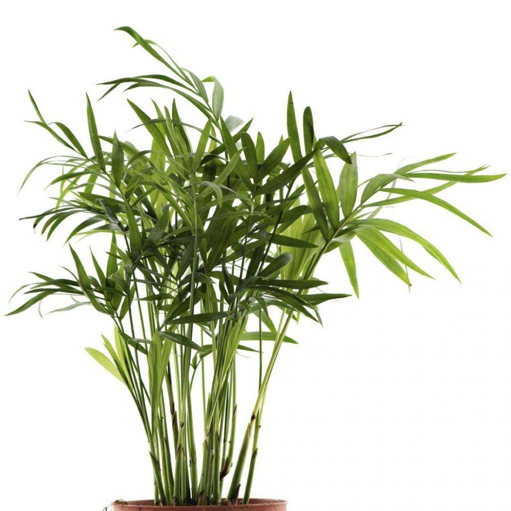 gardeningknowhow.com