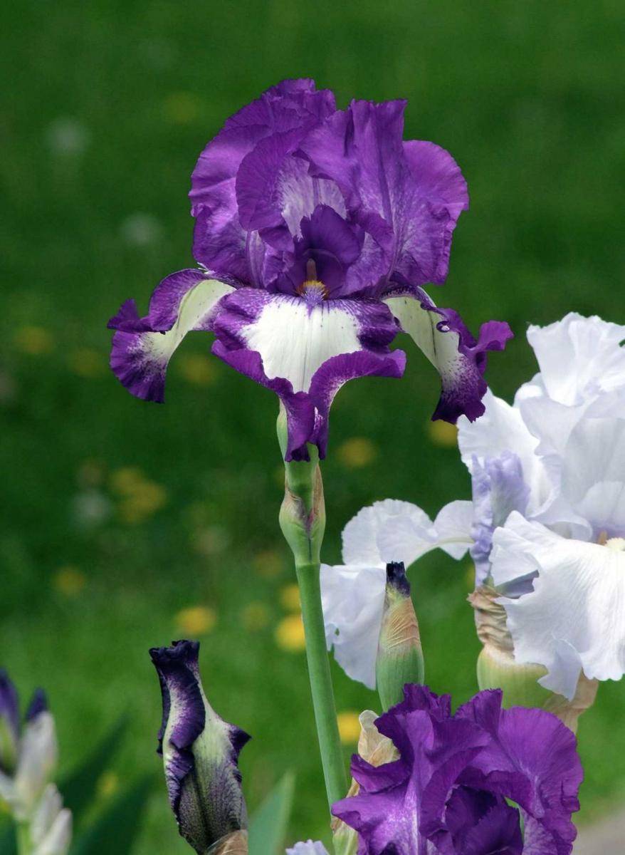 ilustrasi bunga iris saat mekar (pixabay.com/Elstef)