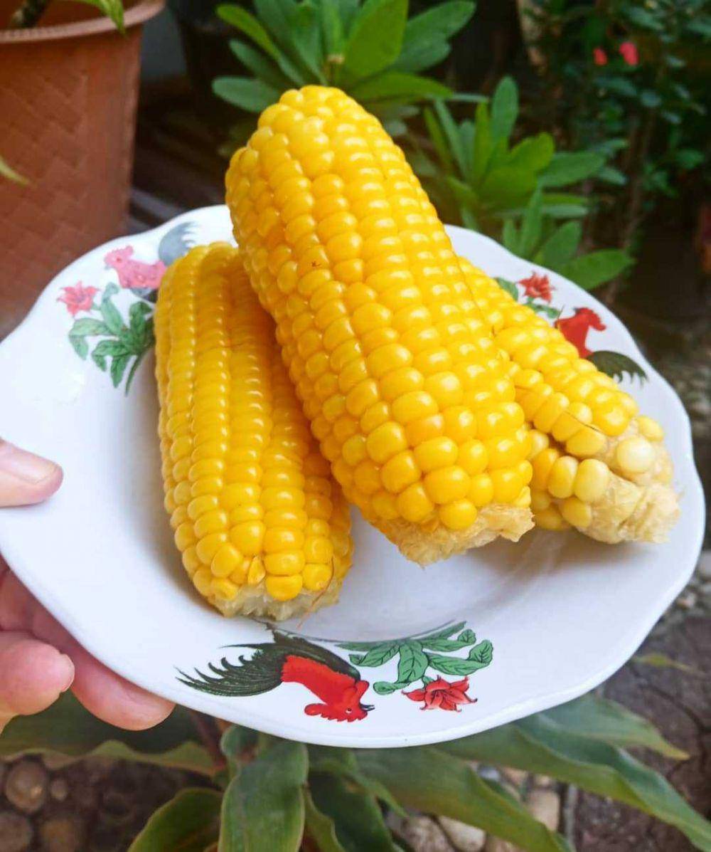 Ilustrasi jagung rebus (instagram.com/sarwokotiti)
