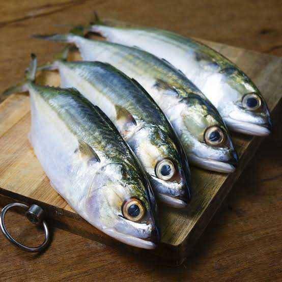 fishmesh.ae