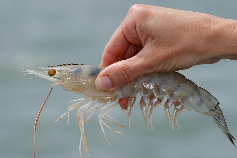 instagram.com/fishchoiceinc
