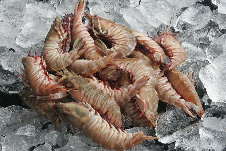 woodsfisheries.com