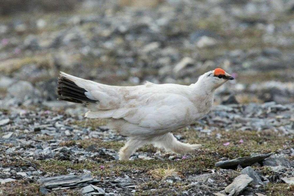6 Fakta Ptarmigan, Ayam Salju Arktik yang Berbulu Eksotik