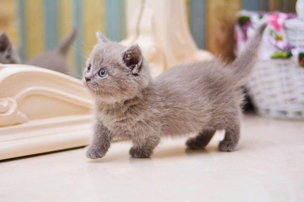 kittywise.com