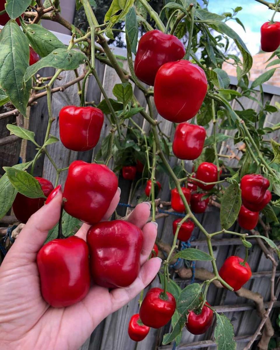 instagram/my_garden_obsession