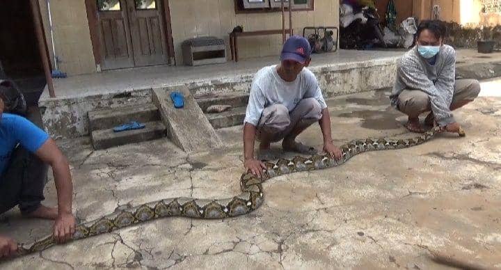 Warga menangkap ular sanca kembang dari halaman rumah. IDN Times/Zainul Arifin