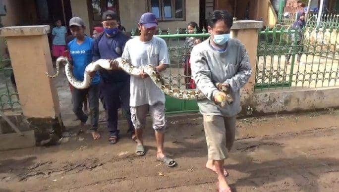 Warga menangkap ular sanca kembang dari halaman rumah. IDN Times/Zainul Arifin