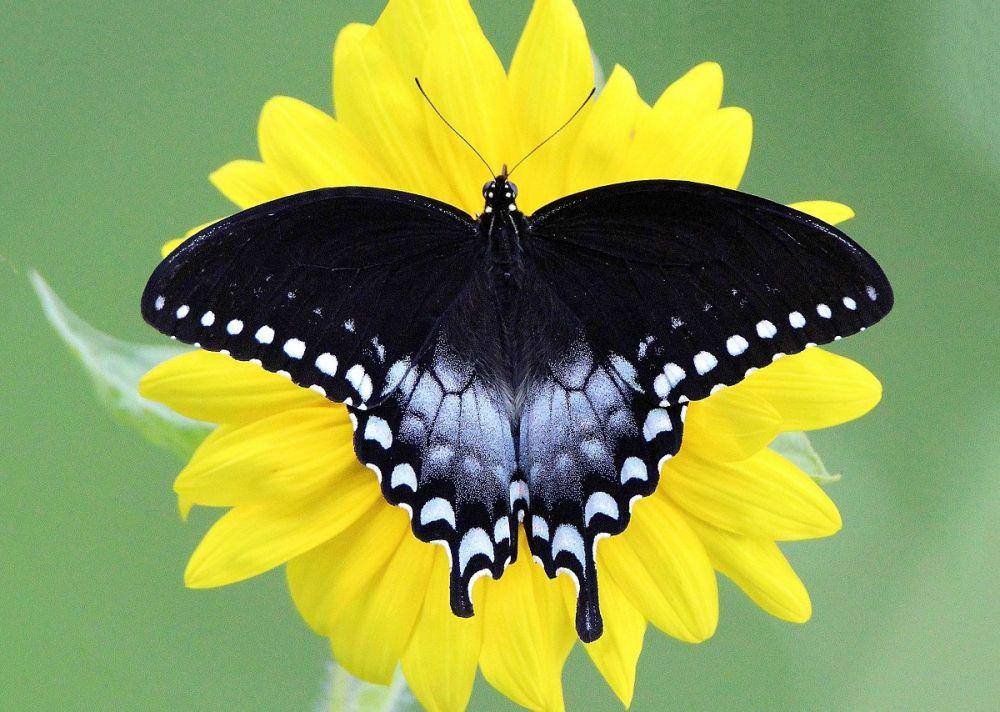 butterflyatlas.org