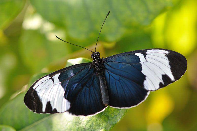 reimanbutterfly.com
