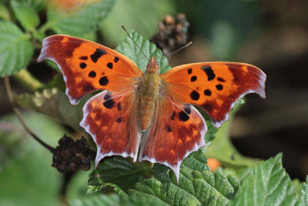 inaturalist.org