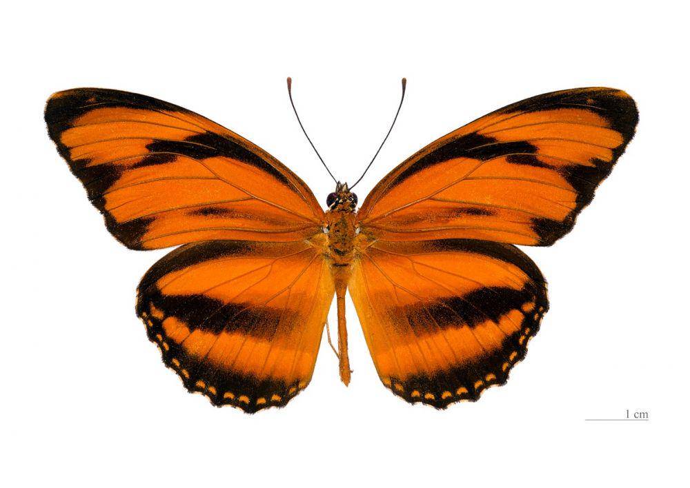 butterfly-lady.com