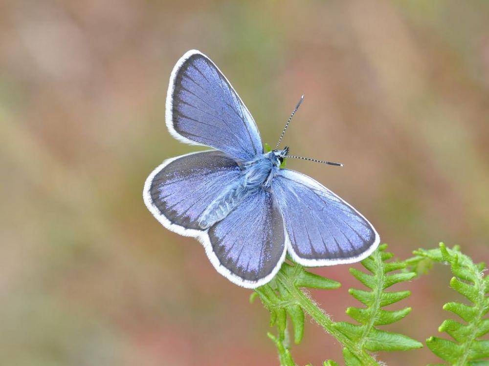 butterfly-conservation.org