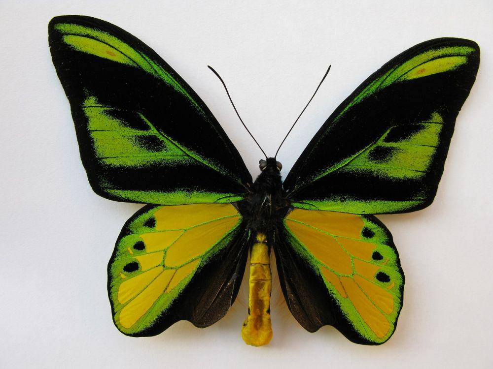 papua-insects.nl