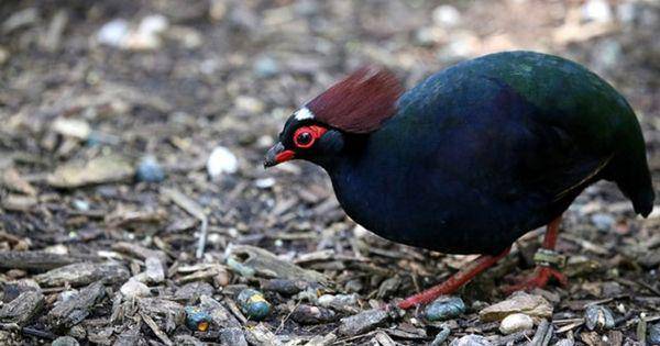 birdorable.com