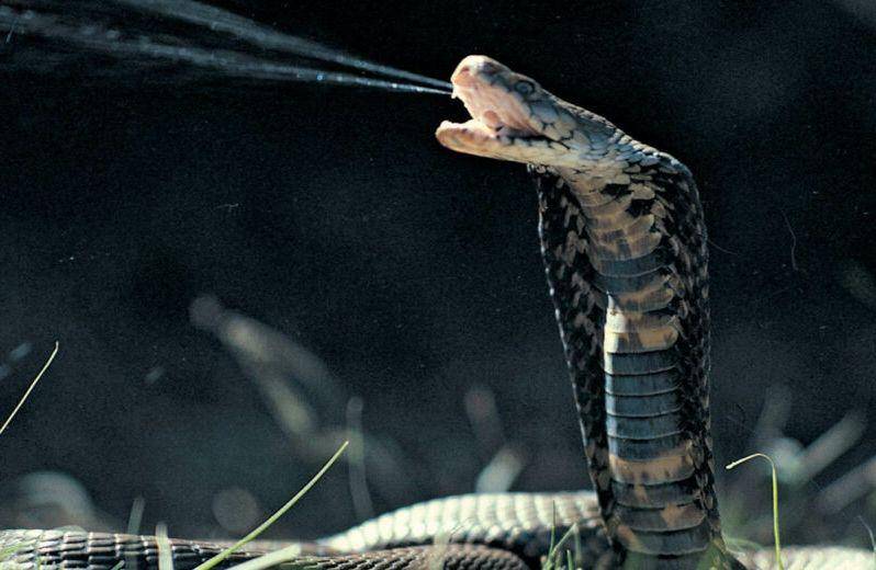 critter.science