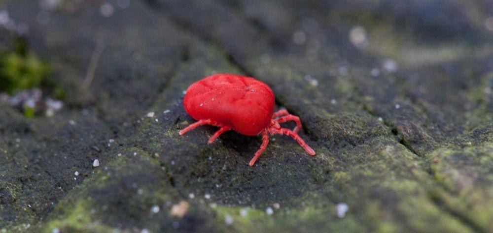 Trombiculidae atau chigger. chorbie.com
