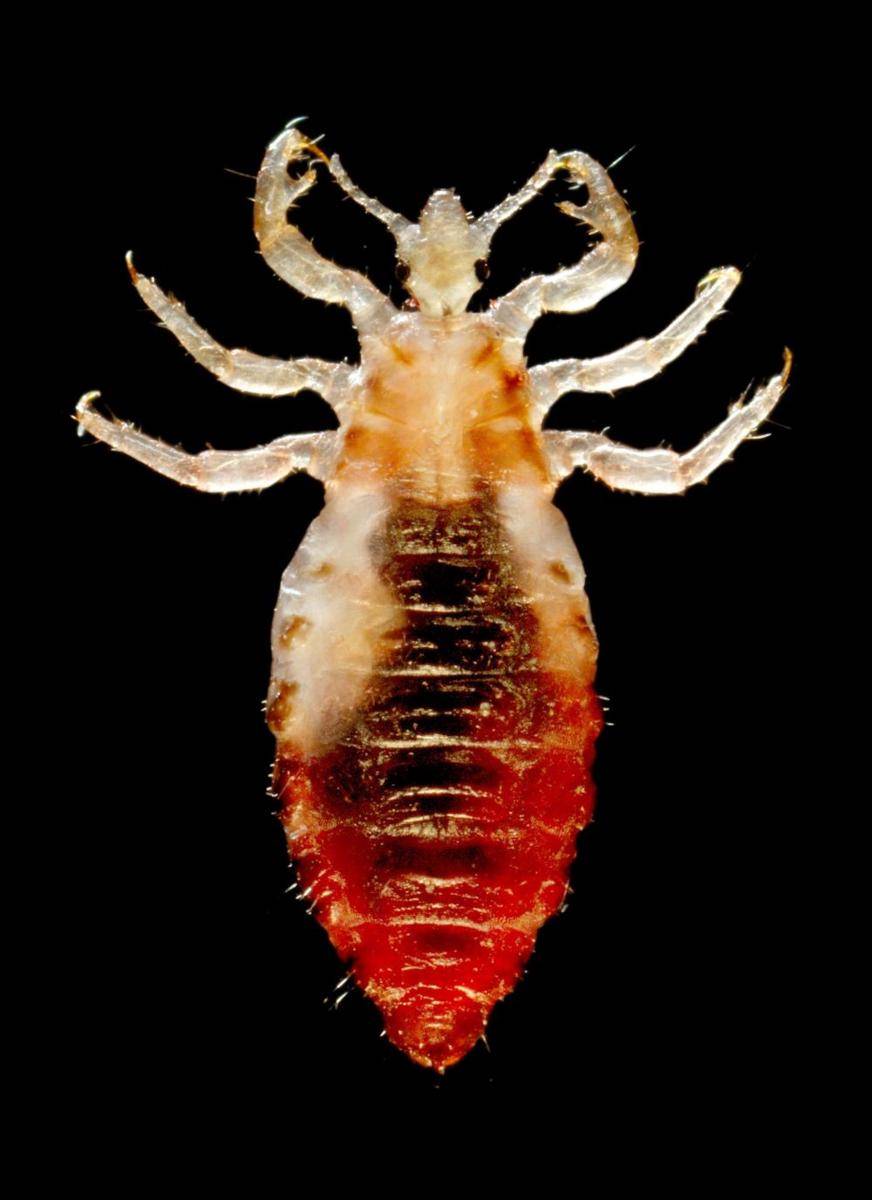 Kutu badan. wikimedia.org
