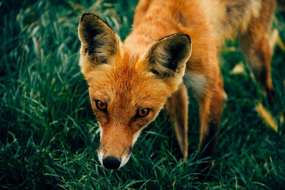[QUIZ] Apa Spirit Animal yang Menggambarkan Karaktermu?