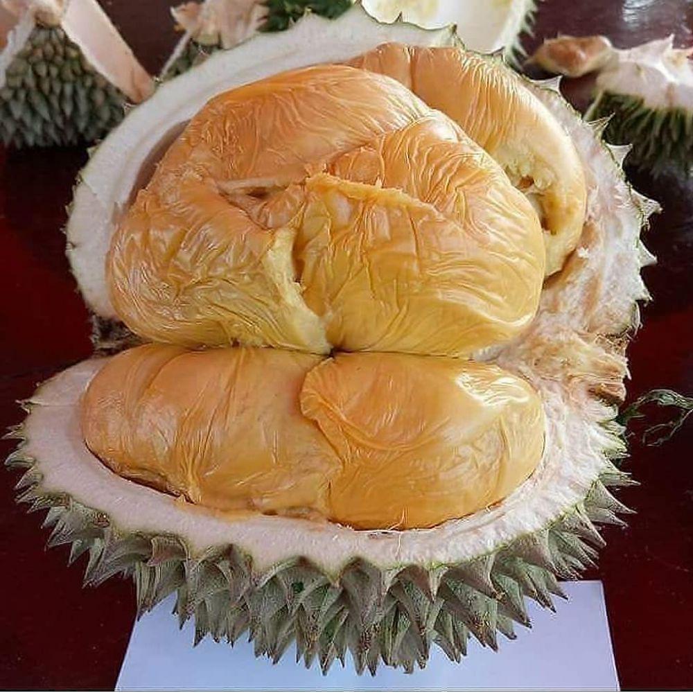 instagram.com/bibit_tabulampot_online