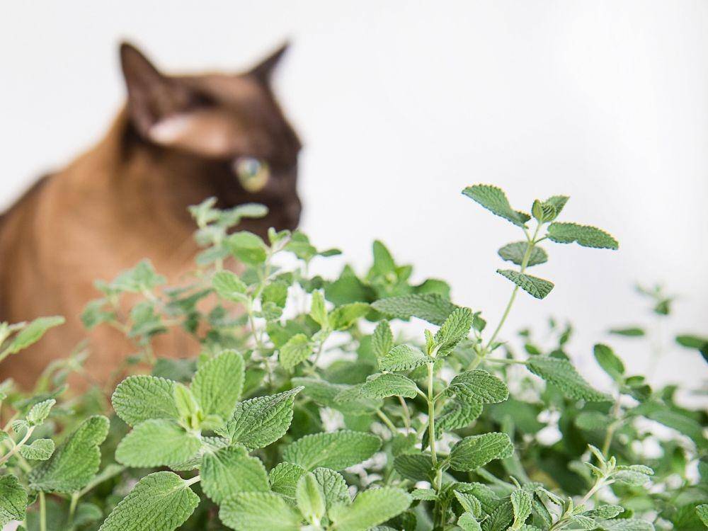 ilustrasi kucing dan daun mint (phys.org)