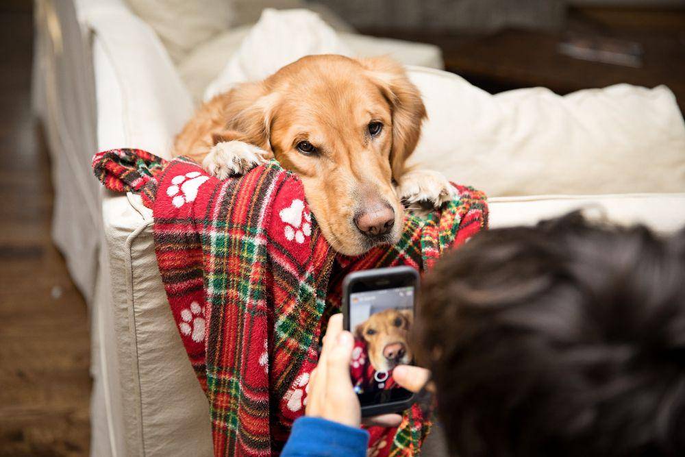 Gambar anjing yang sedang dipotret. Sumber: Unsplash.com/Elisa Kennemer