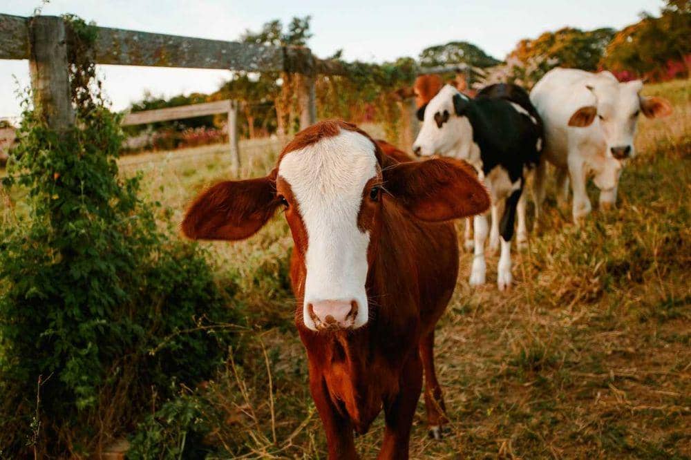 pexels.com/@wildlittlethingsphoto