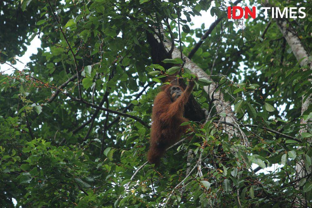 Satu individu orang utan bermain di ranting pohon dalam kawasan Stasiun Penelitian Ketambe, Aceh Tenggara, Aceh (IDN Times/Muhammad Saifullah)