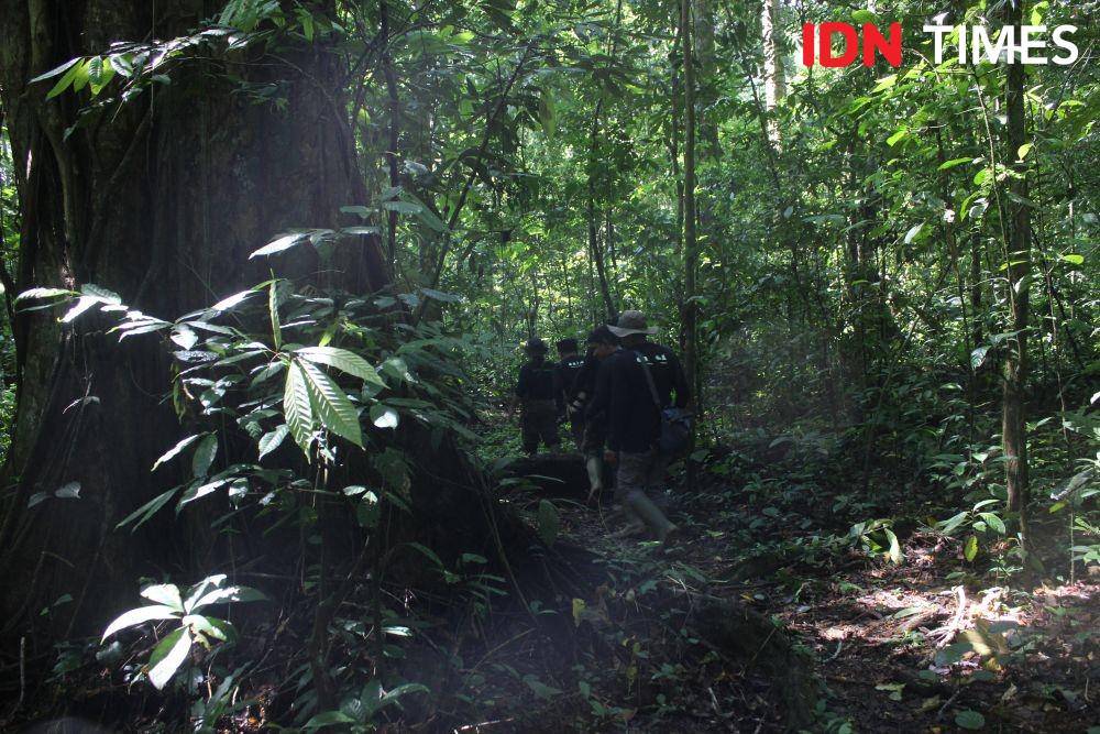 Pencarian orang utan di kawasan hutan Stasiun Penelitian Ketambe, Aceh Tenggara, Aceh (IDN Times/Muhammad Saifullah)