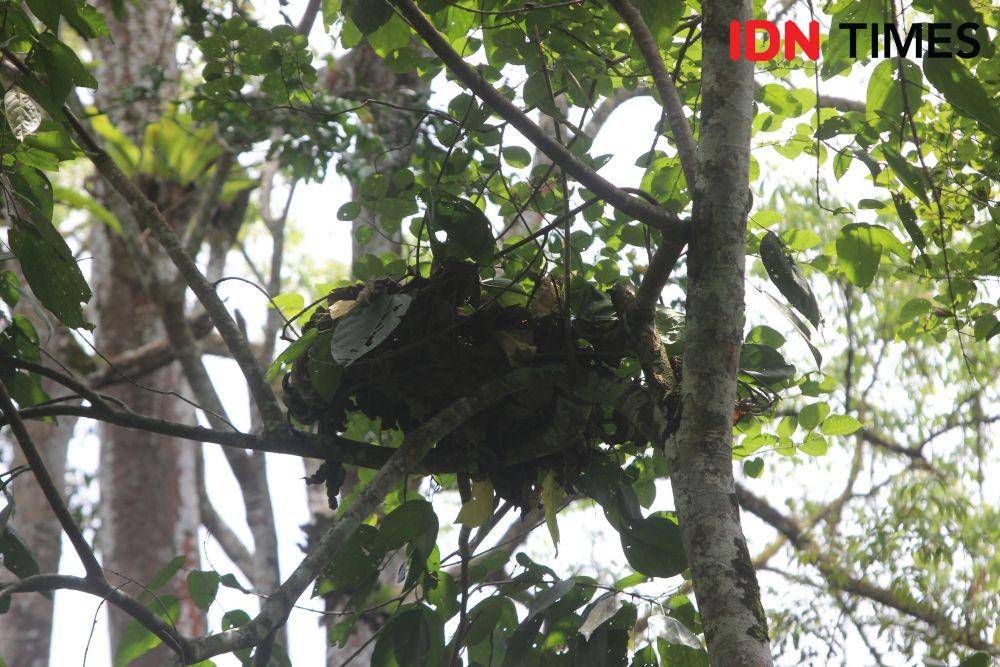 Salah satu sarang orangutan di dahan pohon dalam kawasan Stasiun Penelitian Ketambe, Aceh Tenggara, Aceh (IDN Times/Muhammad Saifullah)
