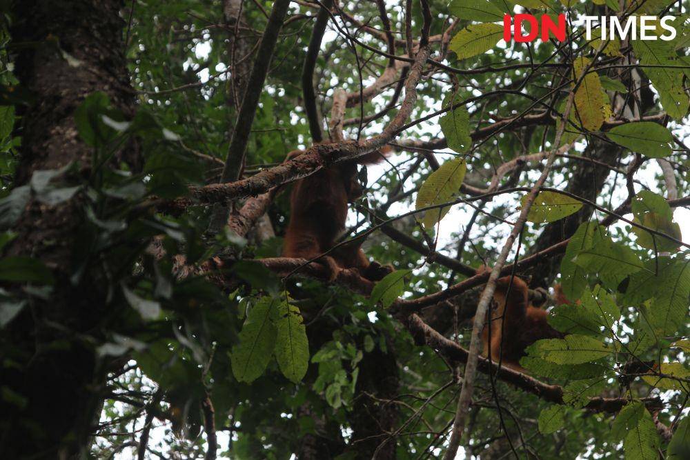 Dua individu orang utan bermain di ranting pohon dalam kawasan Stasiun Penelitian Ketambe, Aceh Tenggara, Aceh (IDN Times/Muhammad Saifullah)