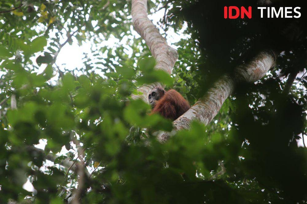 Satu orangutan yang ada di Stasiun Penelitian Ketambe, Kabupaten Aceh Tenggara, Aceh (IDN Times/Muhammad Saifullah)