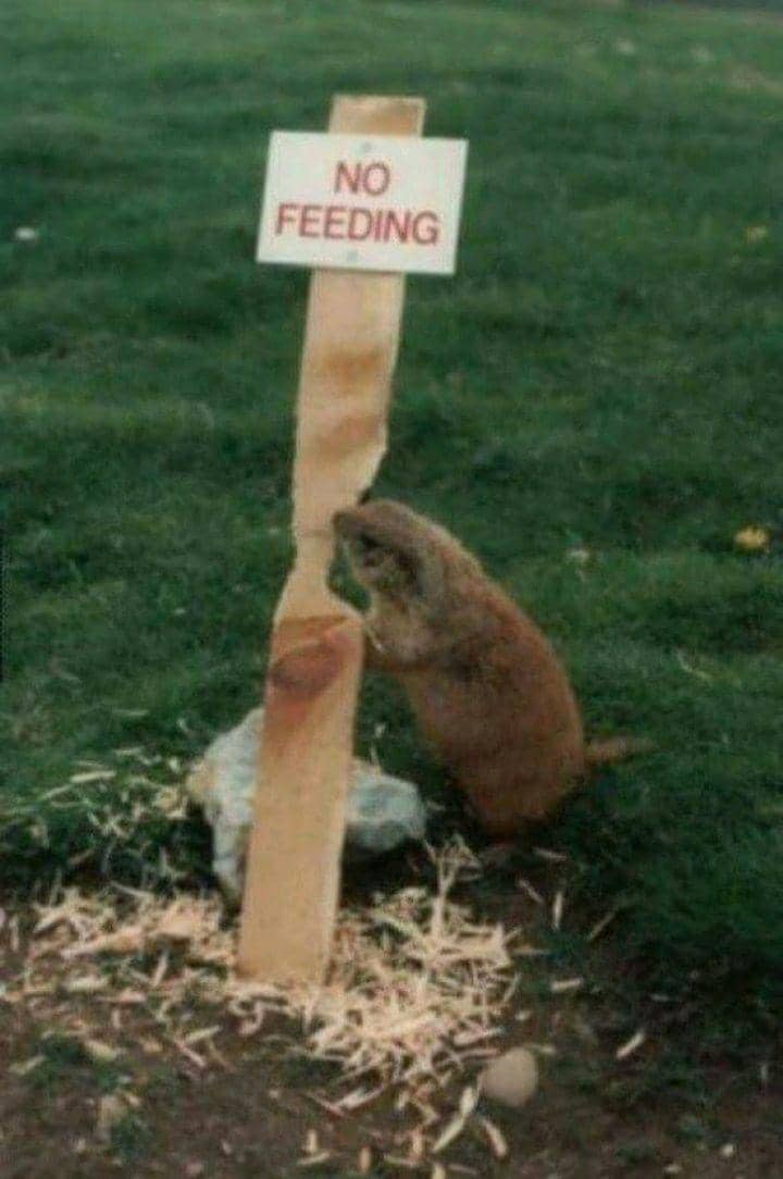 imgur.com/BeansBroCool