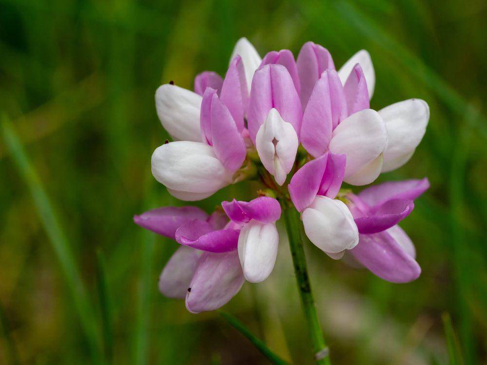 ilustrasi astragalus (pixabay.com/Martin Hetto)