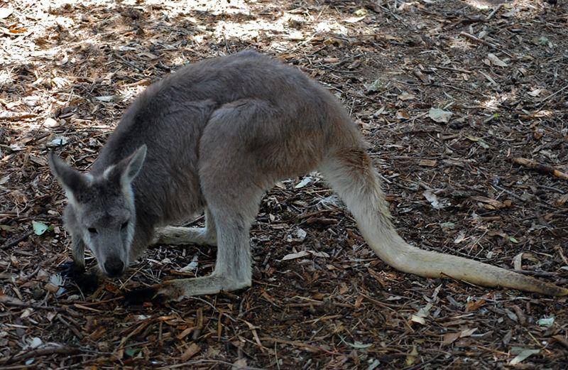 survival.org.au