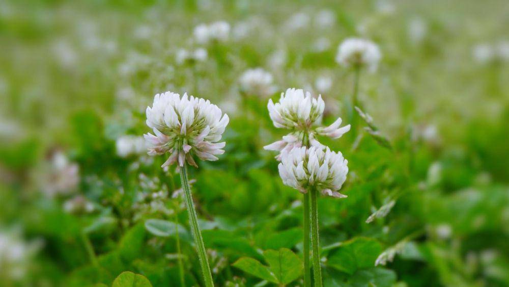 ilustrasi astragalus (pixabay.com/マサコ アーント)
