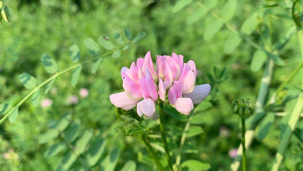 ilustrasi astragalus (unsplash.com/Moora Ondari)