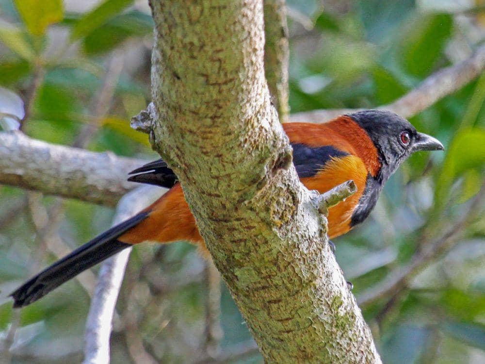 ebird.org