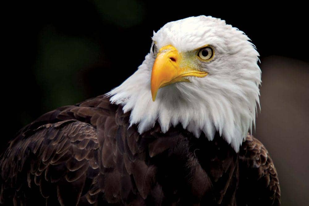 Jadi Penyintas Hebat, Ini 12 Potret Spesies Burung Tangguh di Dunia