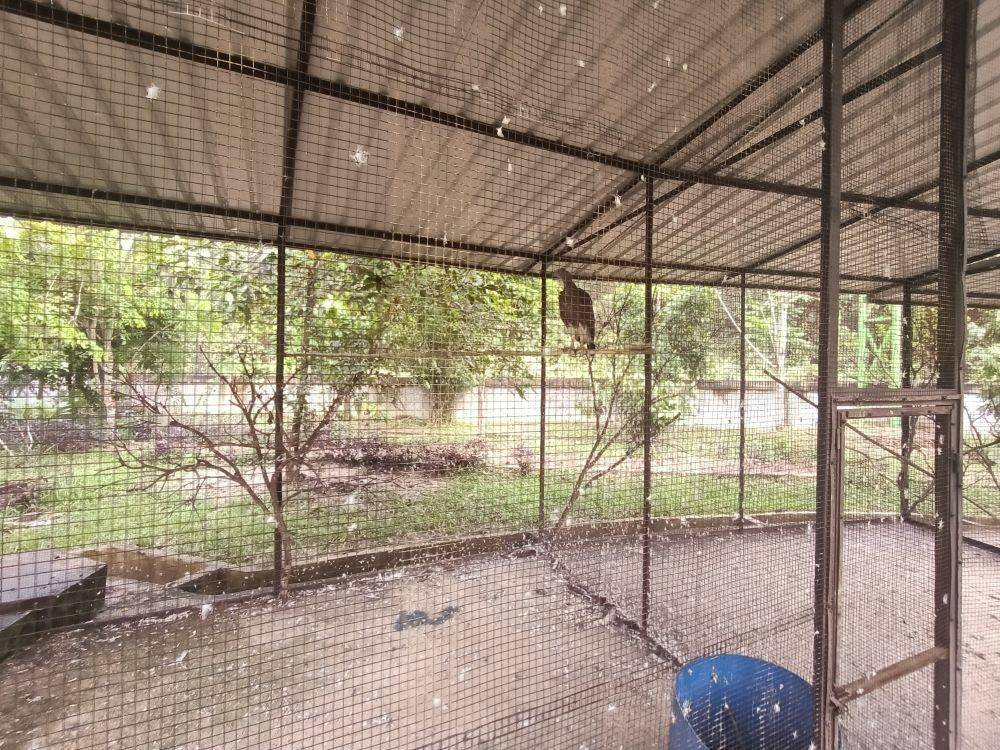 Satu Ekor Burung Elang yang dijaga 4 orang petugas di Taman Burung Siak. (IDN Times/Andre)